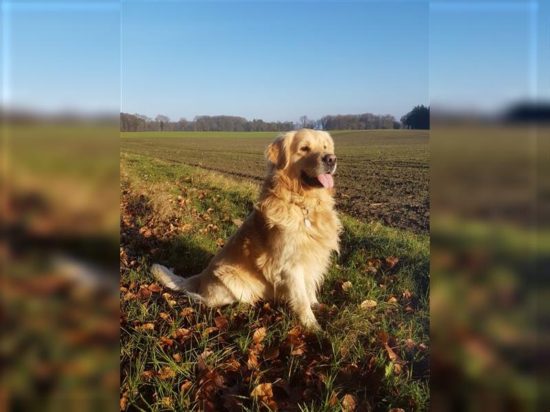 Süße Doodle Welpen 2 Hündinnen, 7 Rüden