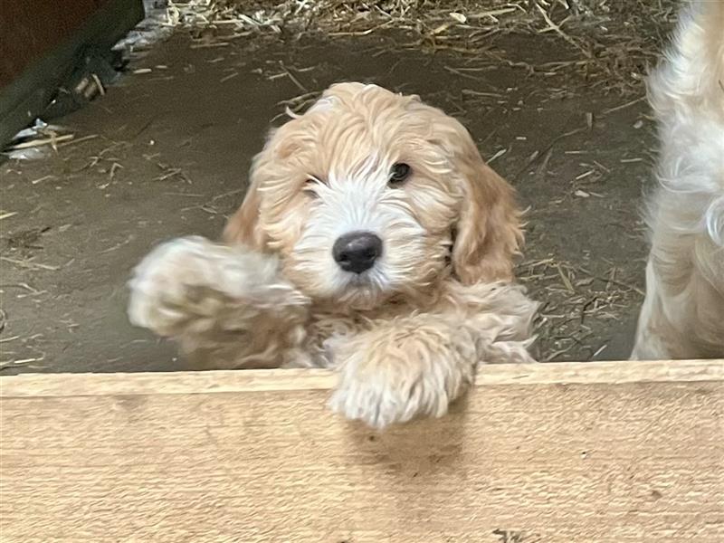 Original Golden Doodle Medium Welpen F1