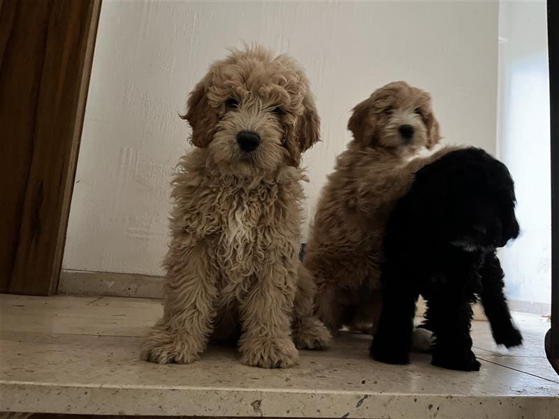 Original Golden Doodle Medium Welpen F1