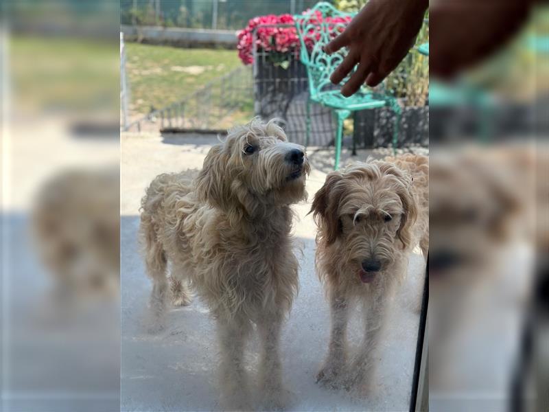 Goldendoodle F1 Weibchen