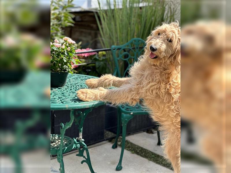 Goldendoodle F1 Weibchen