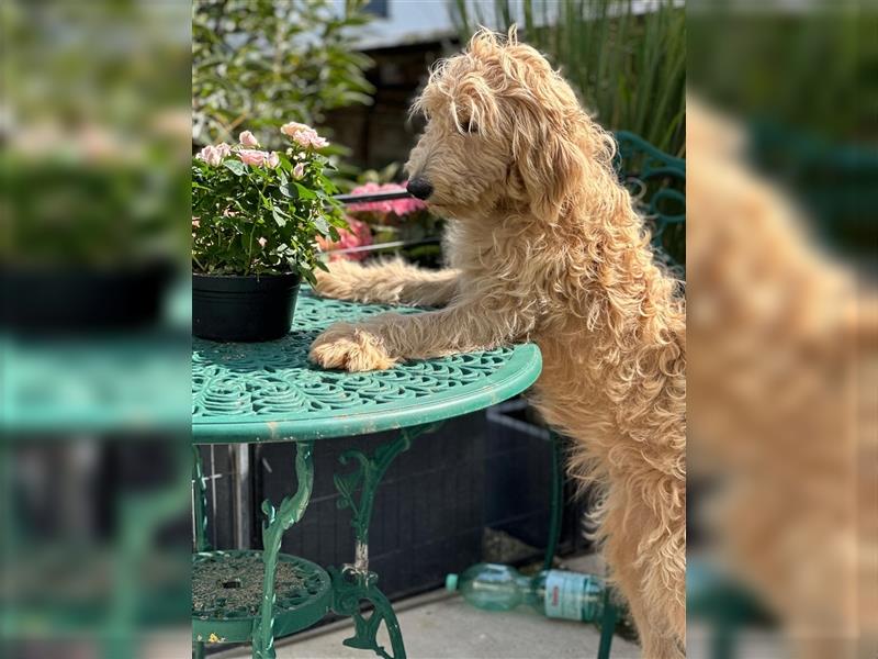 Goldendoodle F1 Weibchen