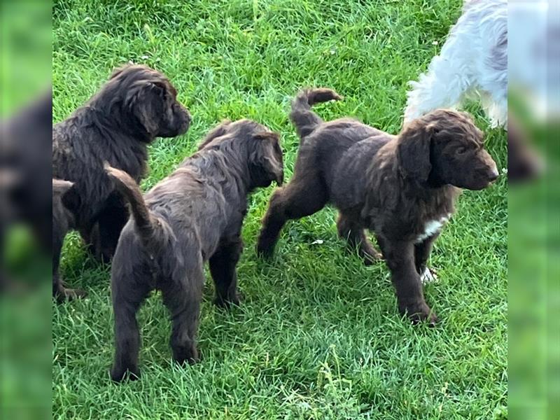 Bearded Collie x Großpudel Welpen suchen ihr zu Hause geb. 14.08.24