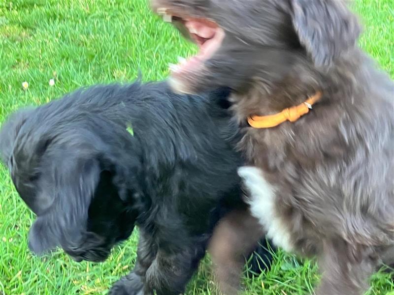 Bearded Collie x Großpudel Welpen suchen ihr zu Hause geb. 14.08.24