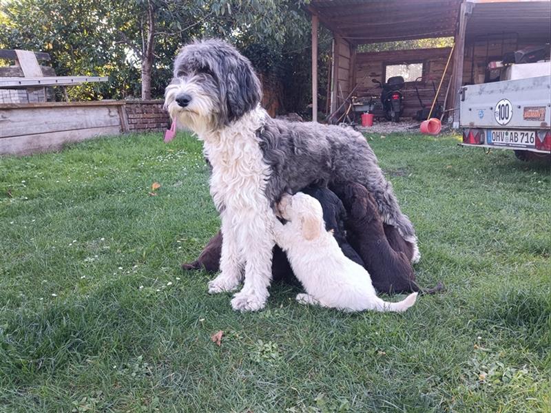 Bearded Collie x Großpudel Welpen suchen ihr zu Hause geb. 14.08.24