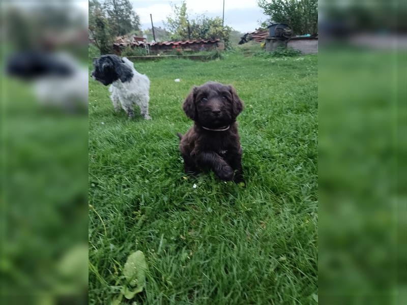 Bearded Collie x Großpudel Welpen suchen ihr zu Hause geb. 14.08.24