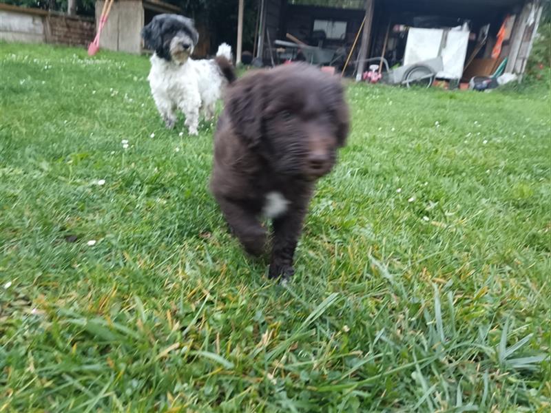 Bearded Collie x Großpudel Welpen suchen ihr zu Hause geb. 14.08.24