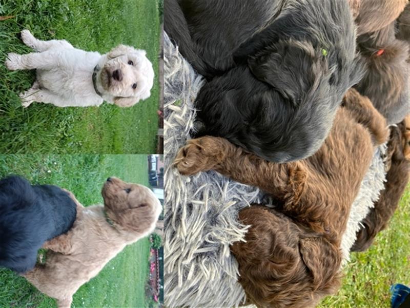 Bearded Collie x Großpudel Welpen suchen ihr zu Hause geb. 14.08.24