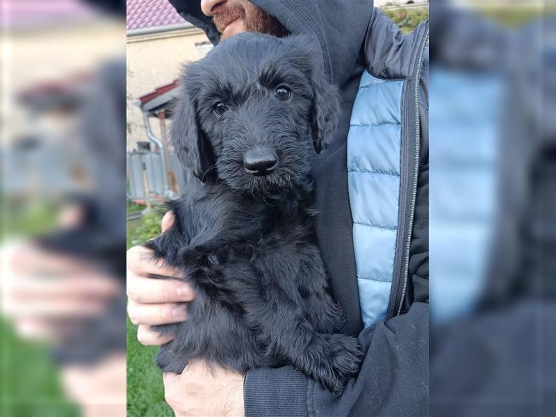 Bearded Collie x Großpudel Welpen suchen ihr zu Hause geb. 14.08.24