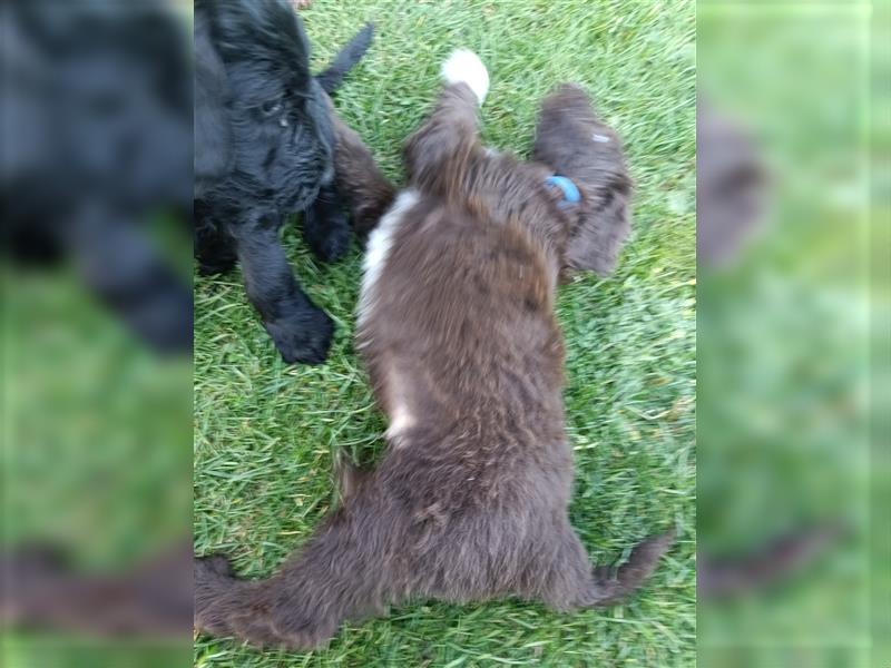 Bearded Collie x Großpudel Welpen suchen ihr zu Hause geb. 14.08.24