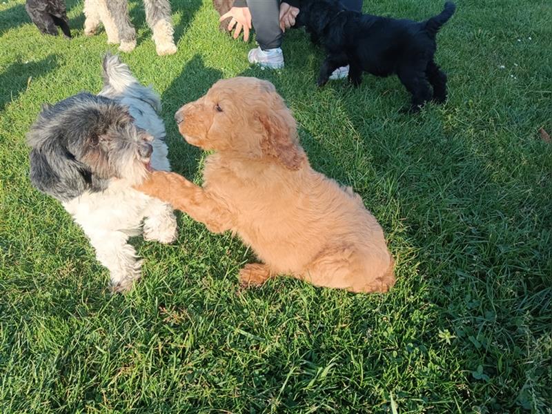 Bearded Collie x Großpudel Welpen suchen ihr zu Hause geb. 14.08.24