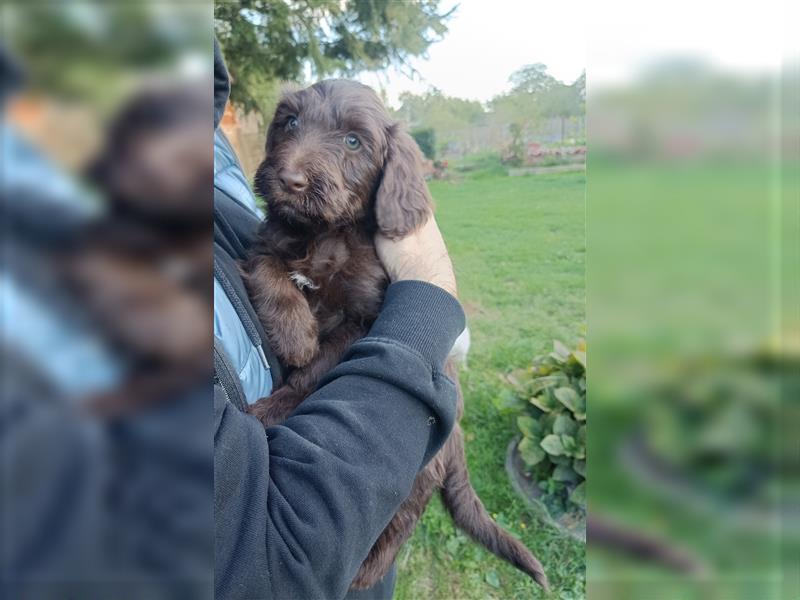 Bearded Collie x Großpudel Welpen suchen ihr zu Hause geb. 14.08.24