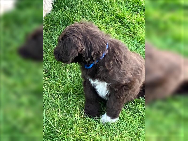 Bearded Collie x Großpudel Welpen suchen ihr zu Hause geb. 14.08.24