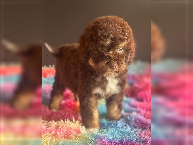 Lagotto Romagnolo doodle Welpen, ähnlich Golden doodle - Lagotto mal Pudel Medium