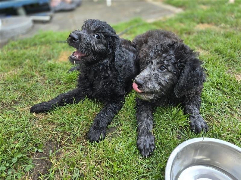 Goldendoodle Welpen F1b Standard