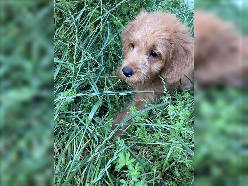 Mini Goldendoodle suchen liebevolles Zuhause