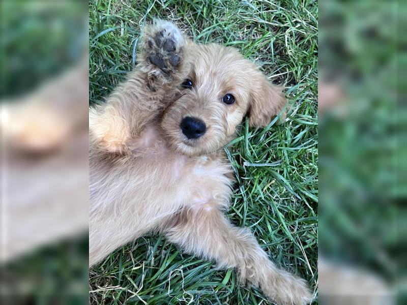 Mini Goldendoodle suchen liebevolles Zuhause