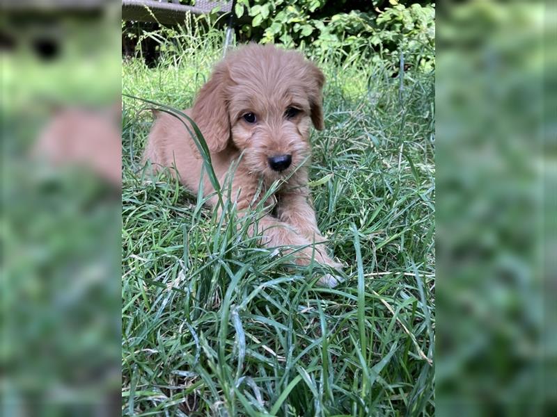 Mini Goldendoodle suchen liebevolles Zuhause