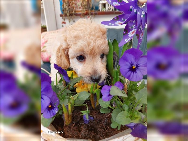 Goldendoodle Minis F1 und F1b in Kürze abzugeben!