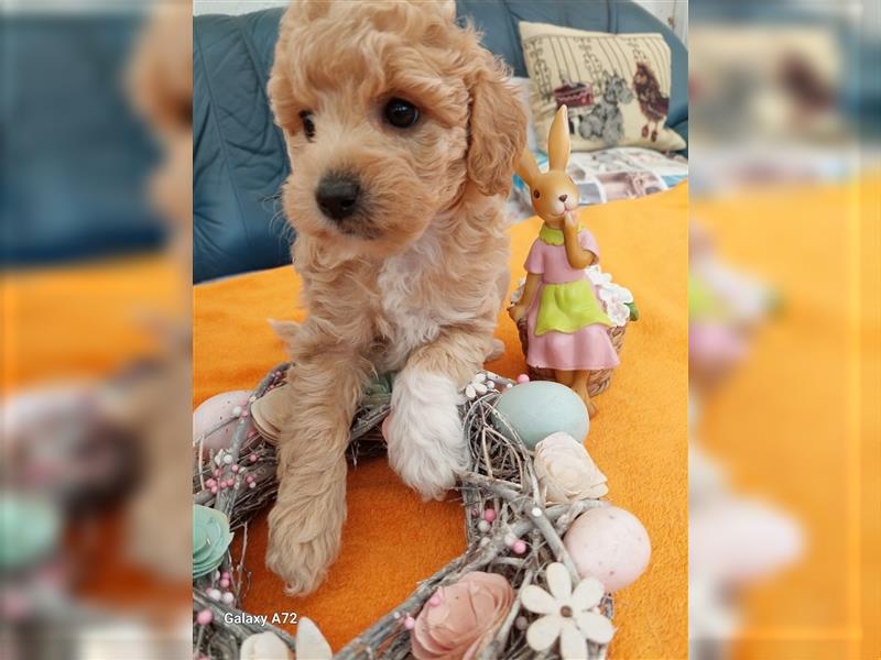 Goldendoodle Minis F1 und F1b in Kürze abzugeben!