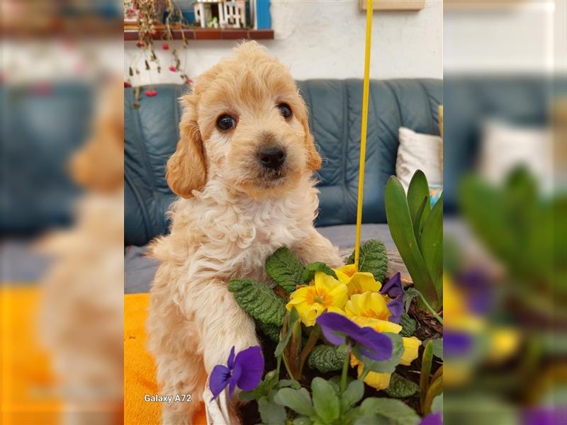 Goldendoodle Minis F1 und F1b in Kürze abzugeben!