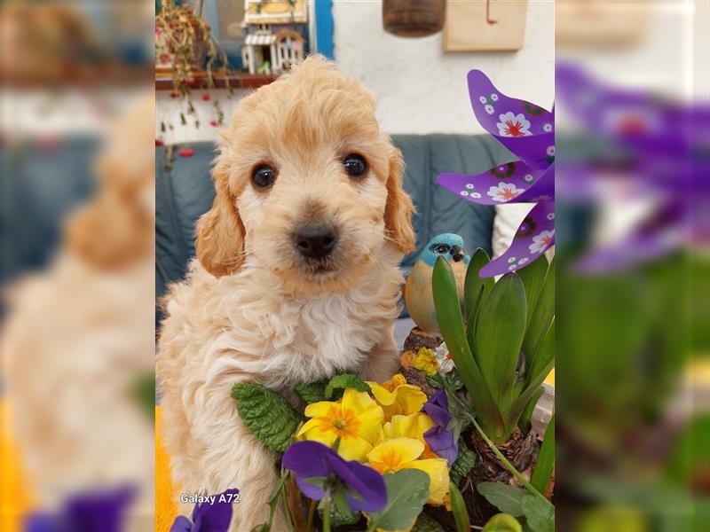 Goldendoodle Minis F1 und F1b in Kürze abzugeben!