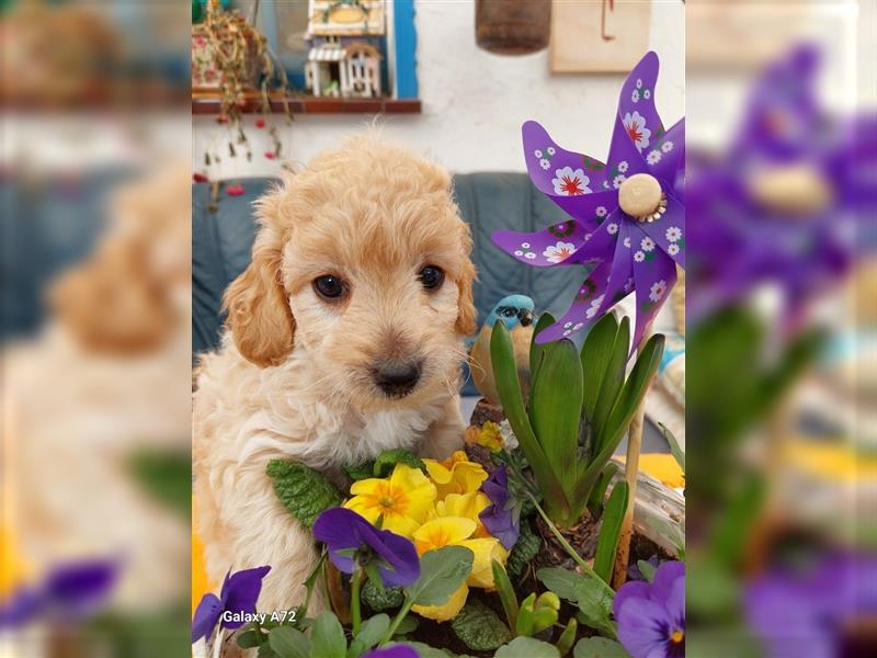 Goldendoodle Minis F1 und F1b in Kürze abzugeben!