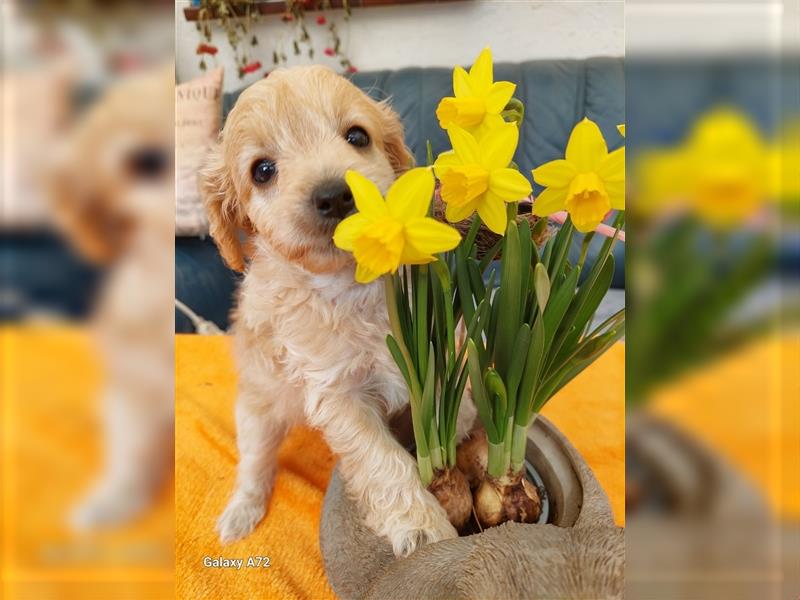 Goldendoodle Minis F1 und F1b in Kürze abzugeben!