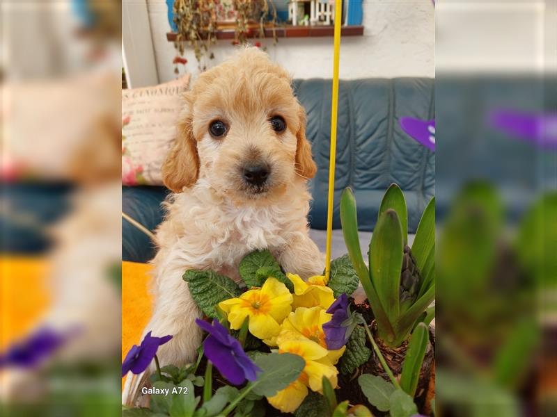 Goldendoodle Minis F1 und F1b in Kürze abzugeben!