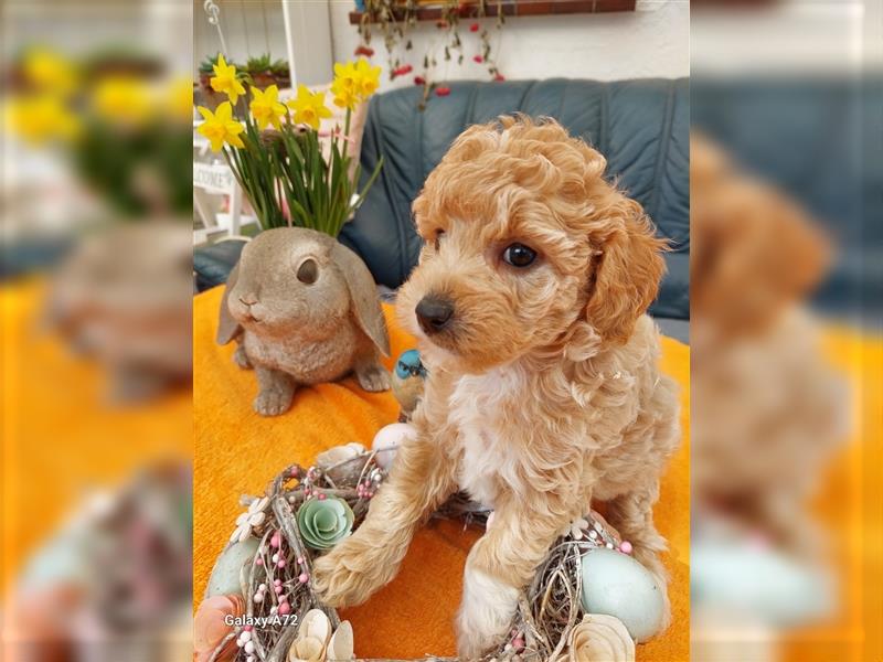 Goldendoodle Minis F1 und F1b in Kürze abzugeben!