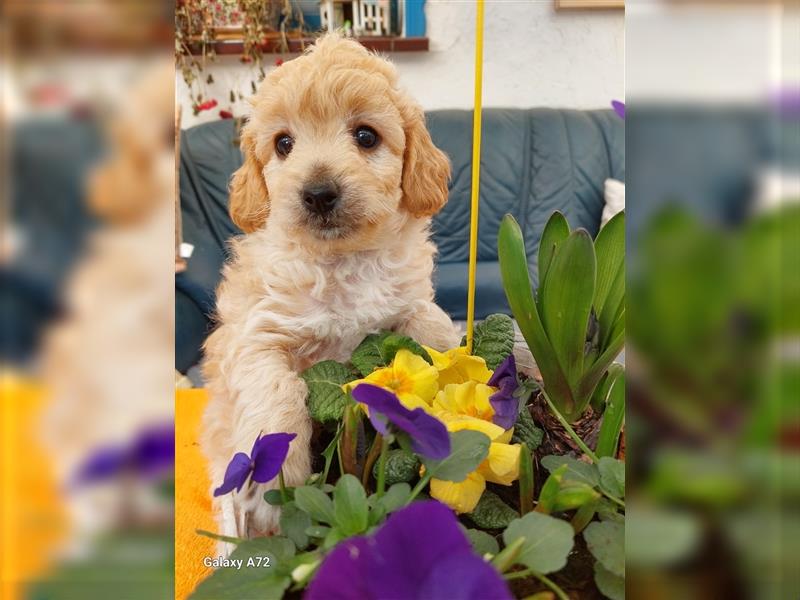 Goldendoodle Minis F1 und F1b in Kürze abzugeben!