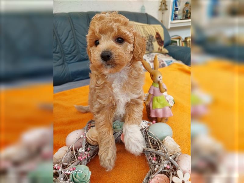 Goldendoodle Minis F1 und F1b in Kürze abzugeben!