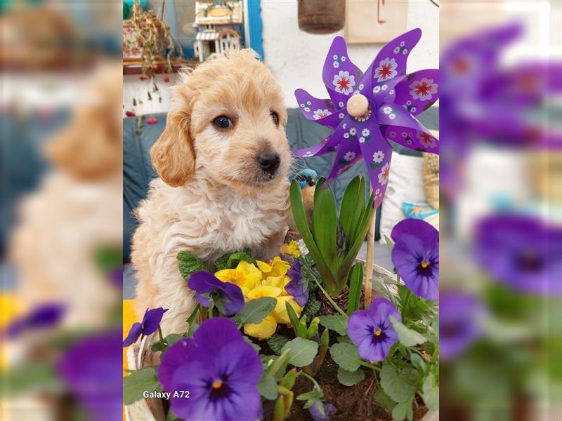 Goldendoodle Minis F1 und F1b in Kürze abzugeben!