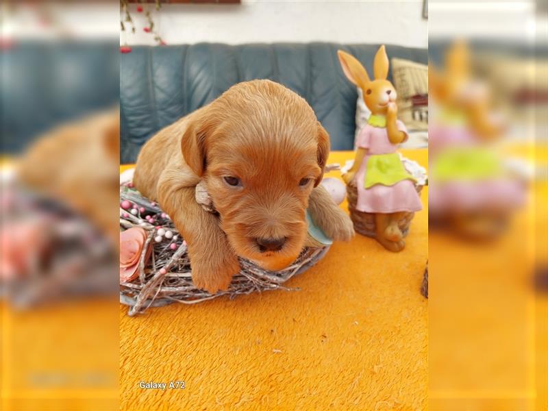 Goldendoodle Minis F1 und F1b in Kürze abzugeben!