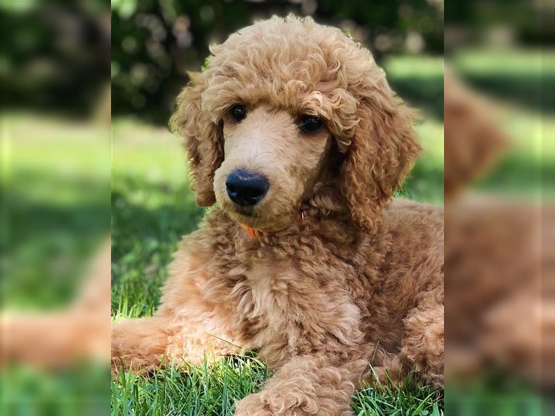 Goldendoodle, F1b Standard in Apricot/ Creme