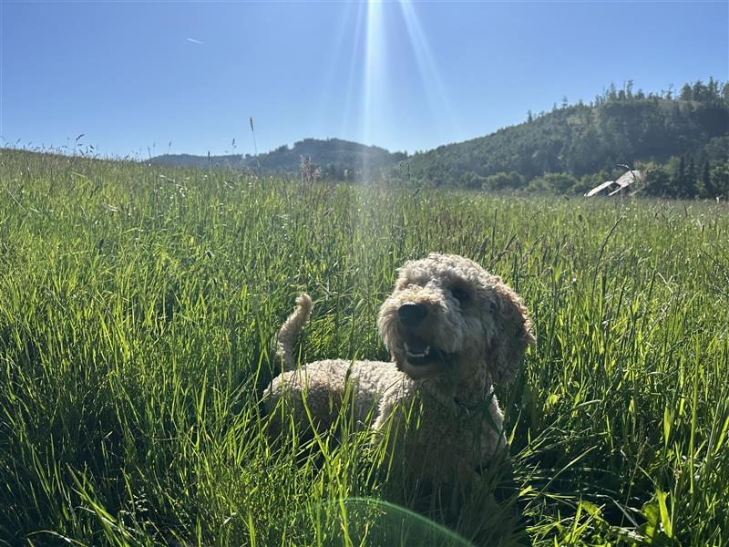 Deckrüde Doodle- perfekter Deckrüde für gesunde Goldendoodle-Welpen!