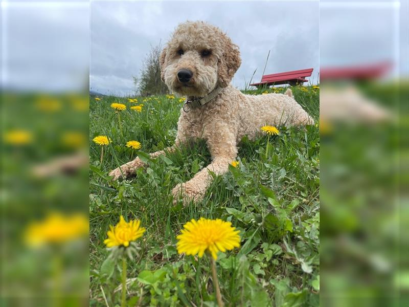 Deckrüde Doodle- perfekter Deckrüde für gesunde Goldendoodle-Welpen!