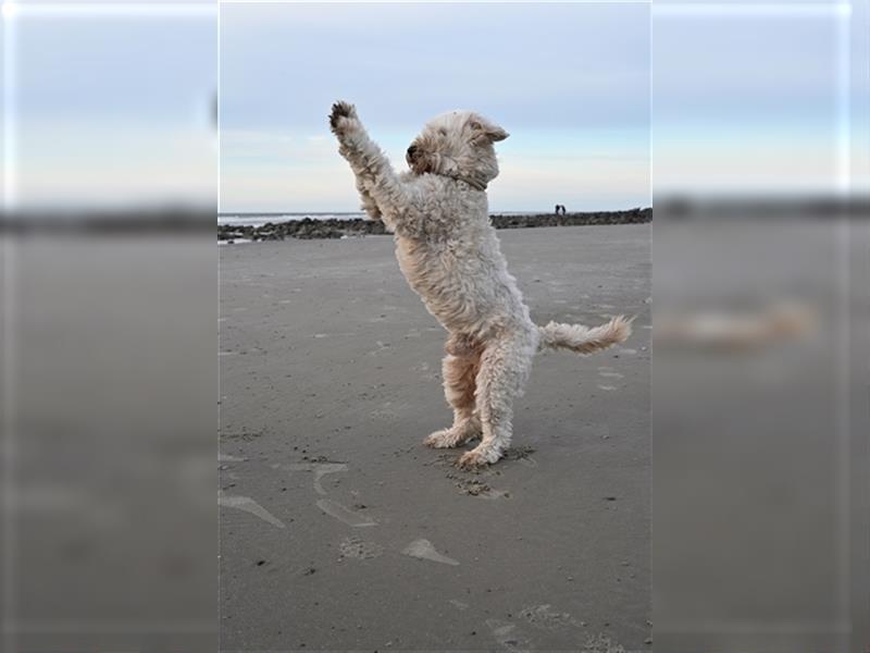 Goldendoodle Rüde