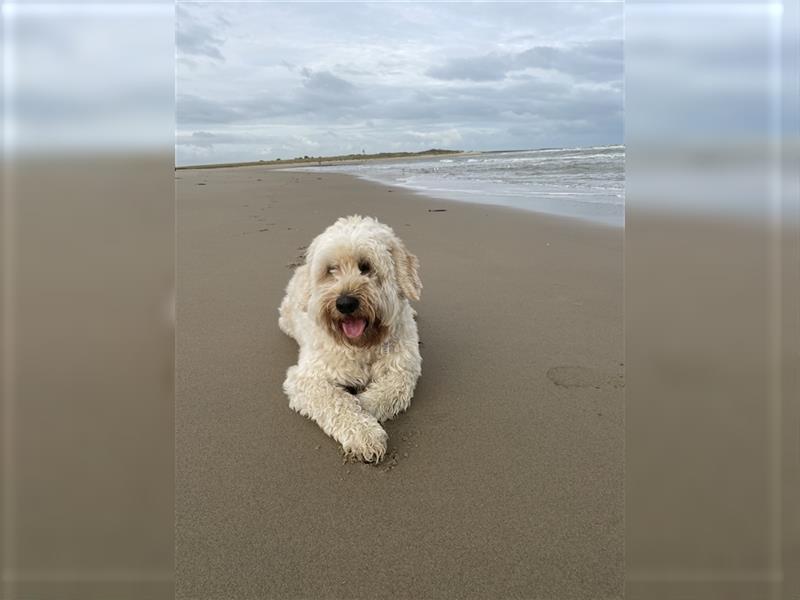 Goldendoodle Rüde