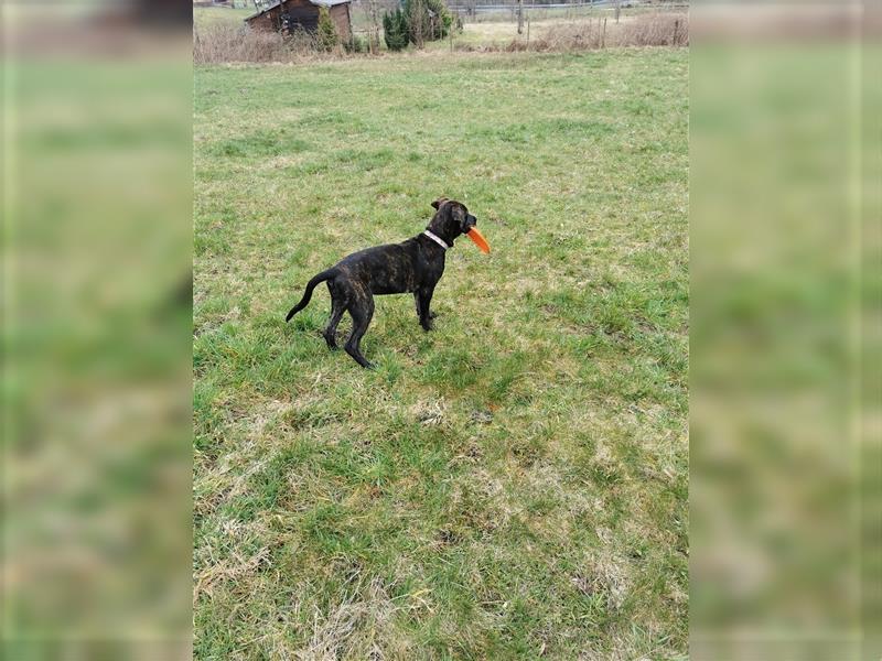 Carne Corso Gordon Setter Hündin