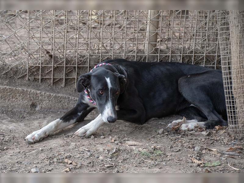 BONNIE-besondere, exotisch wirkende Schönheit, zart, sanft sucht happy End mit eigener Familie