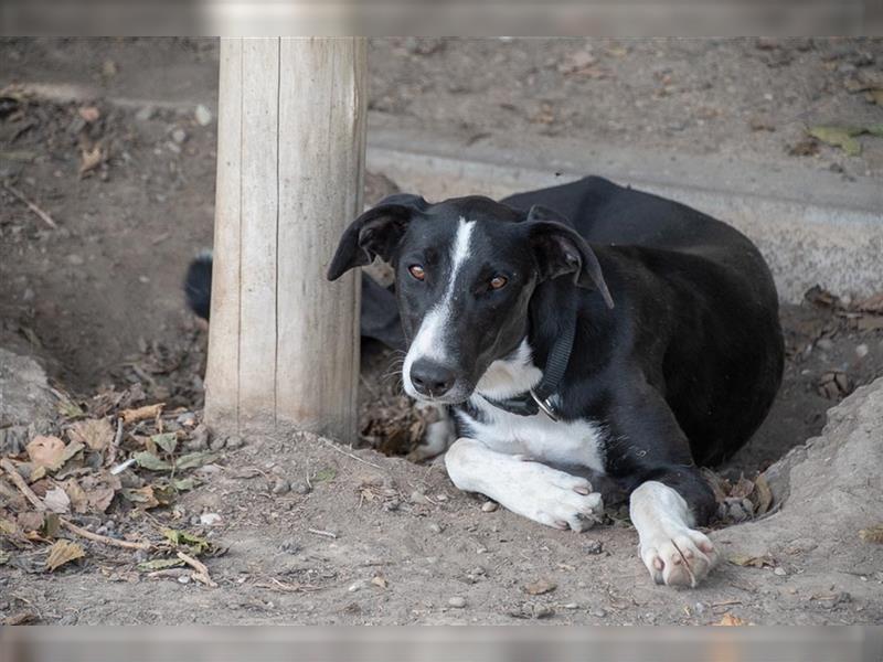 BONNIE-besondere, exotisch wirkende Schönheit, zart, sanft sucht happy End mit eigener Familie