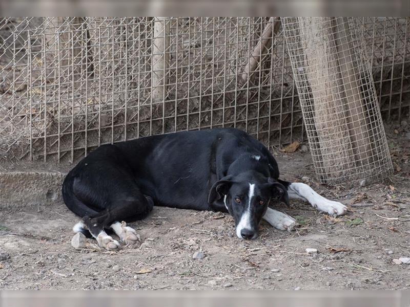 BONNIE-besondere, exotisch wirkende Schönheit, zart, sanft sucht happy End mit eigener Familie