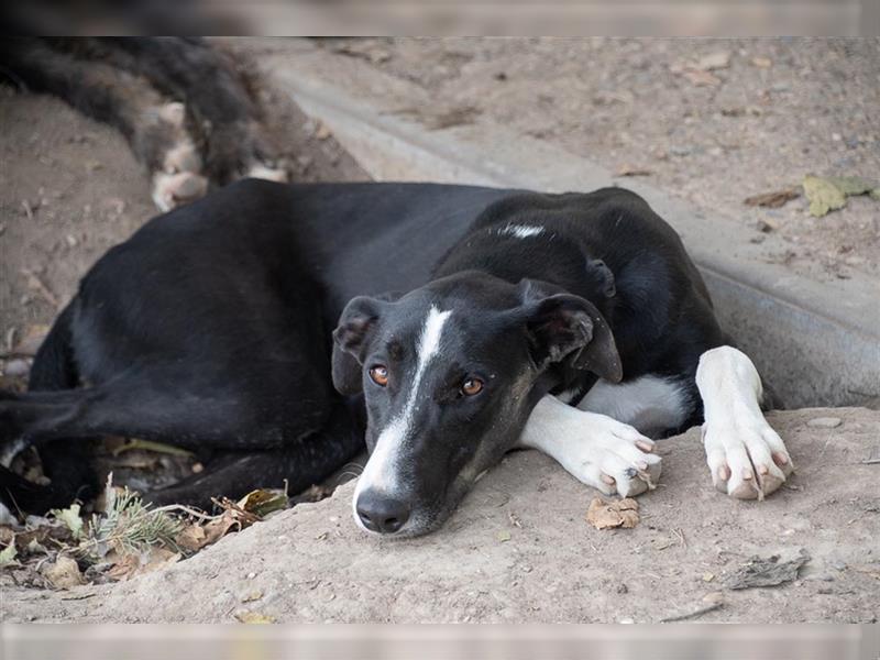 BONNIE-besondere, exotisch wirkende Schönheit, zart, sanft sucht happy End mit eigener Familie