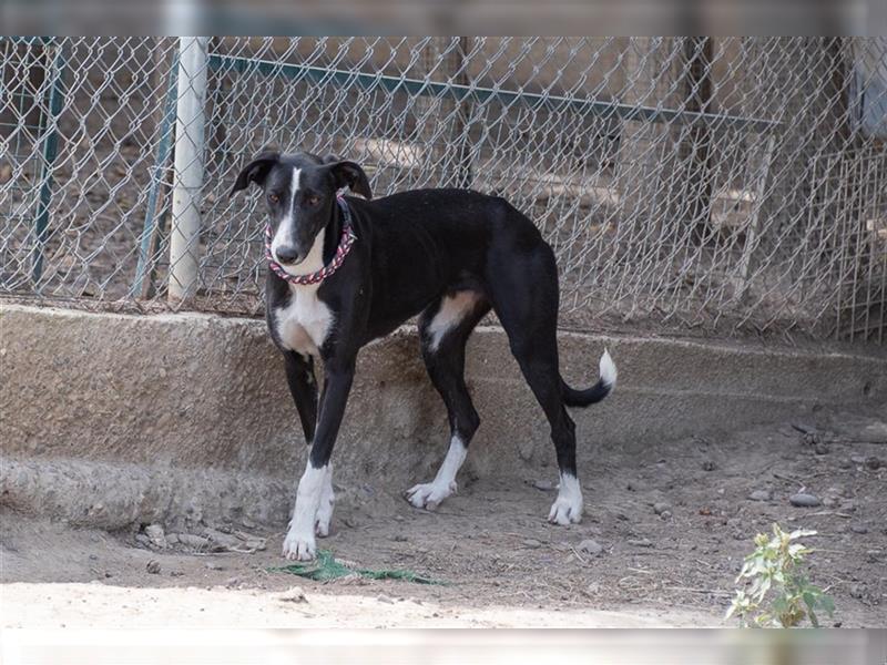 BONNIE-besondere, exotisch wirkende Schönheit, zart, sanft sucht happy End mit eigener Familie