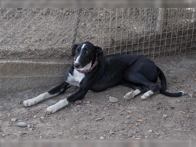 BONNIE-besondere, exotisch wirkende Schönheit, zart, sanft sucht happy End mit eigener Familie