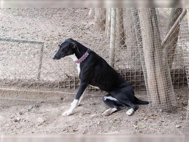 BONNIE-besondere, exotisch wirkende Schönheit, zart, sanft sucht happy End mit eigener Familie