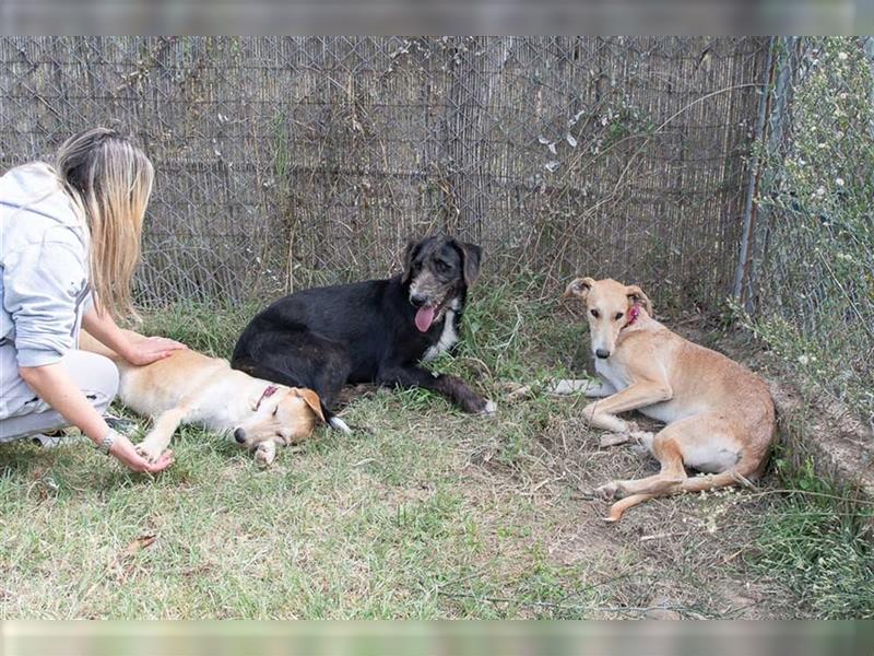 FREYA exotisch wirkende Schönheit, zart, sanft, freundlich, anhänglich sucht sie ihre eigene Familie