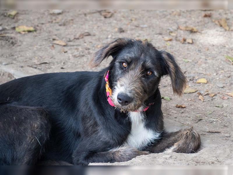 FREYA exotisch wirkende Schönheit, zart, sanft, freundlich, anhänglich sucht sie ihre eigene Familie