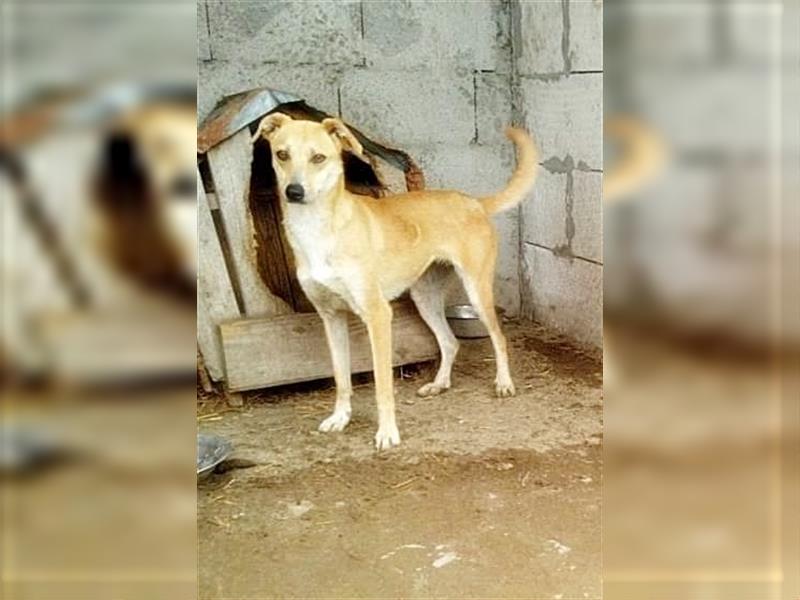 Leonie, verspielte junge Hundeschönheit auf der Suche nach ihrem Zuhause